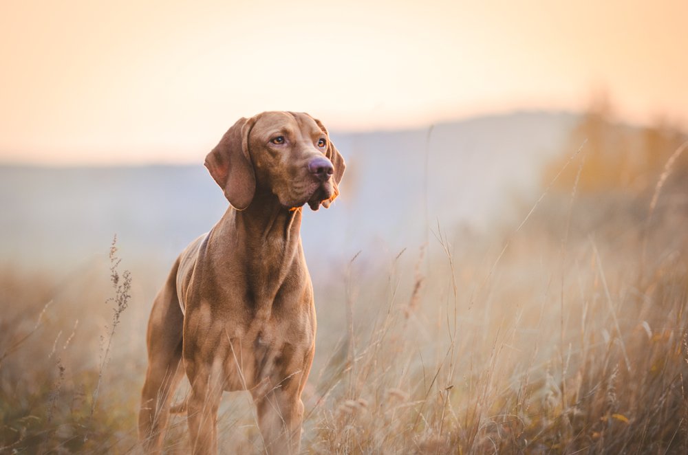 A Hungarian hound pointer dog in the fall, standing in a field | Photo: Shutterstock/TMArt