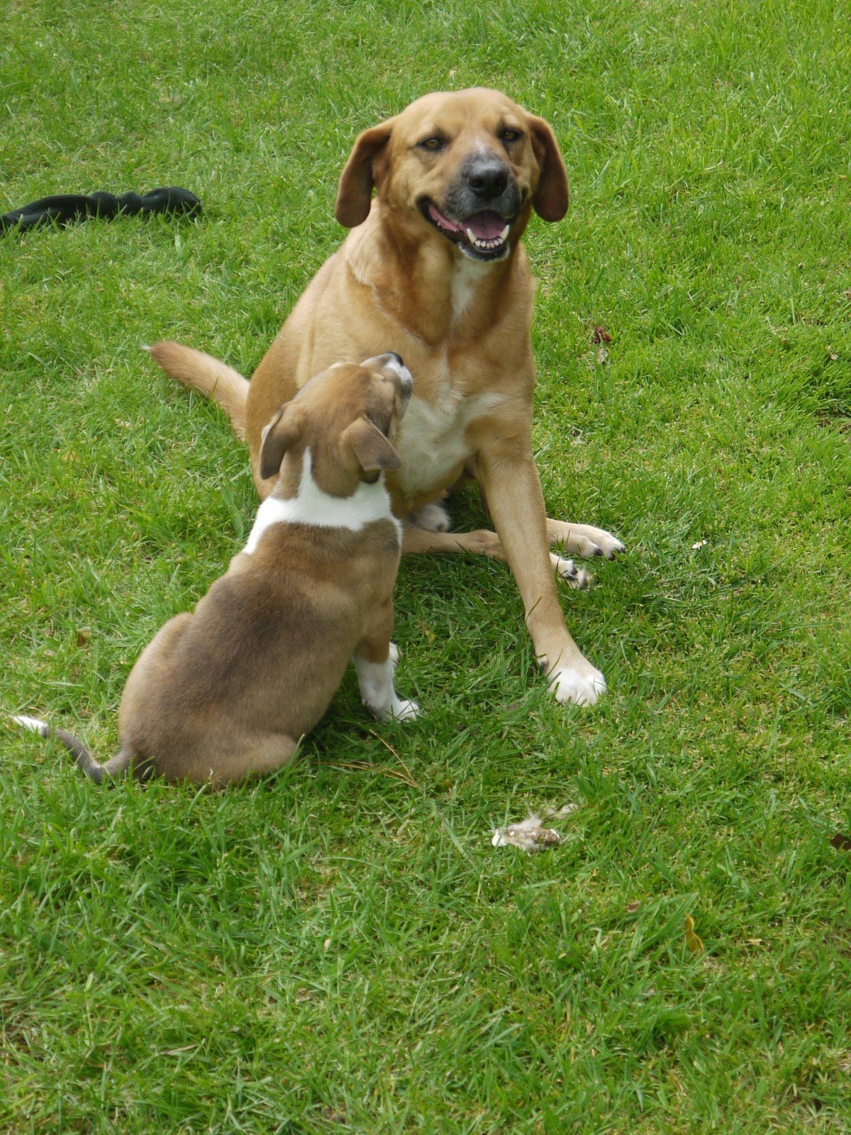 Une mère et son chiot. l Source: Pxhere