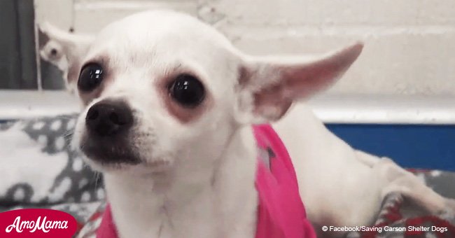 Ein weinender Chihuahua wurde endlich adoptiert