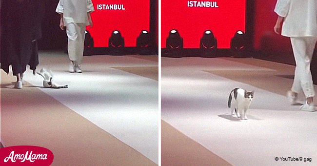 Four-legged 'model' reveals her talent on a catwalk in Turkey