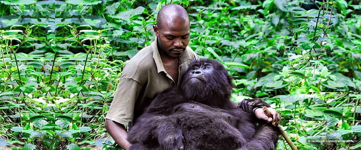 Anti-Poaching Ranger's Selfies with Endangered Gorillas Go Viral