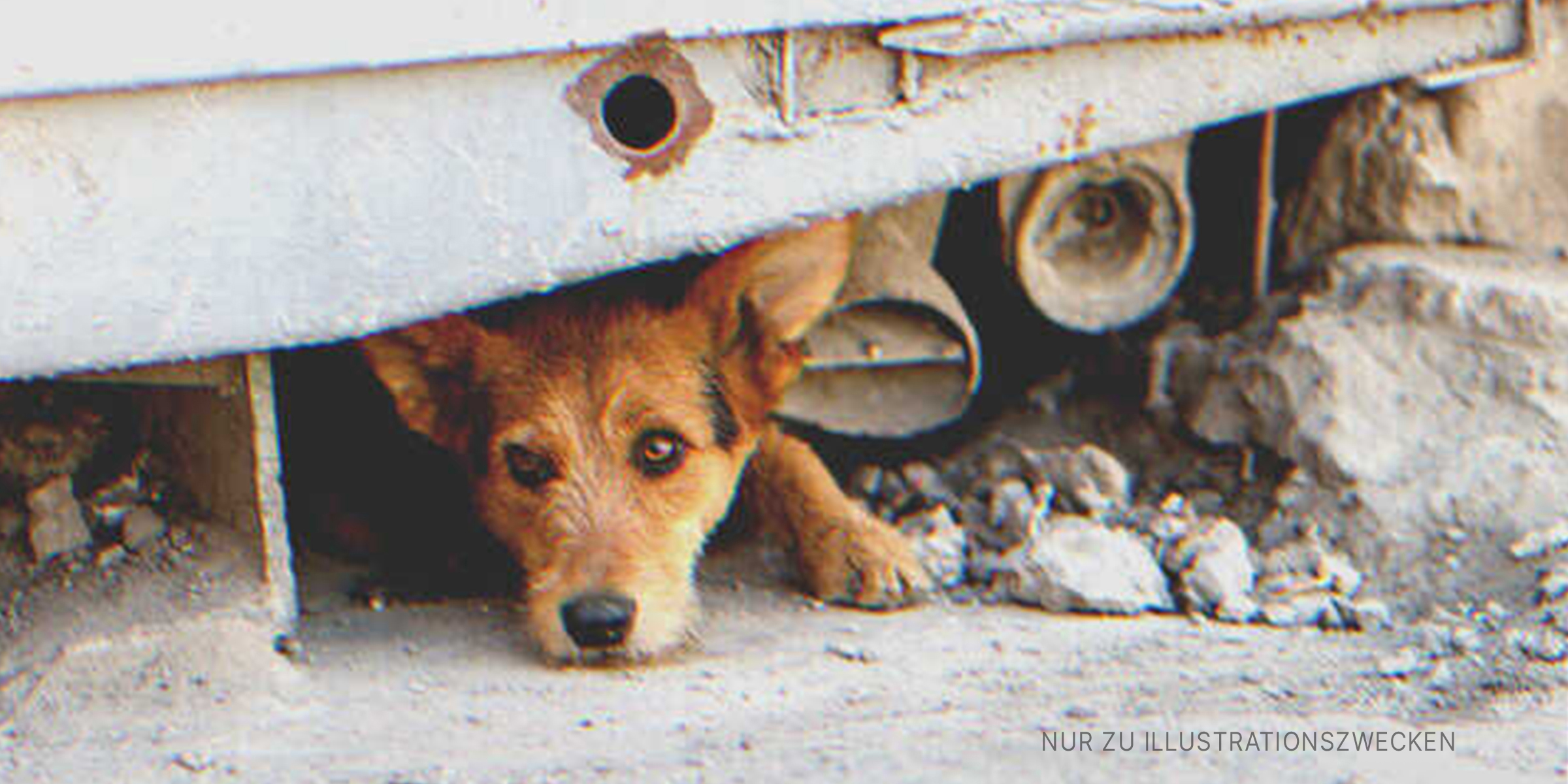 Versteckter Hund | Quelle: Shutterstock