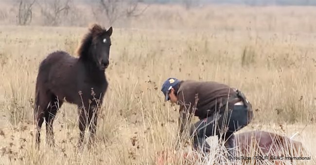 Man saves wild horse with chained legs then animal says incredible 'thank you' to savior