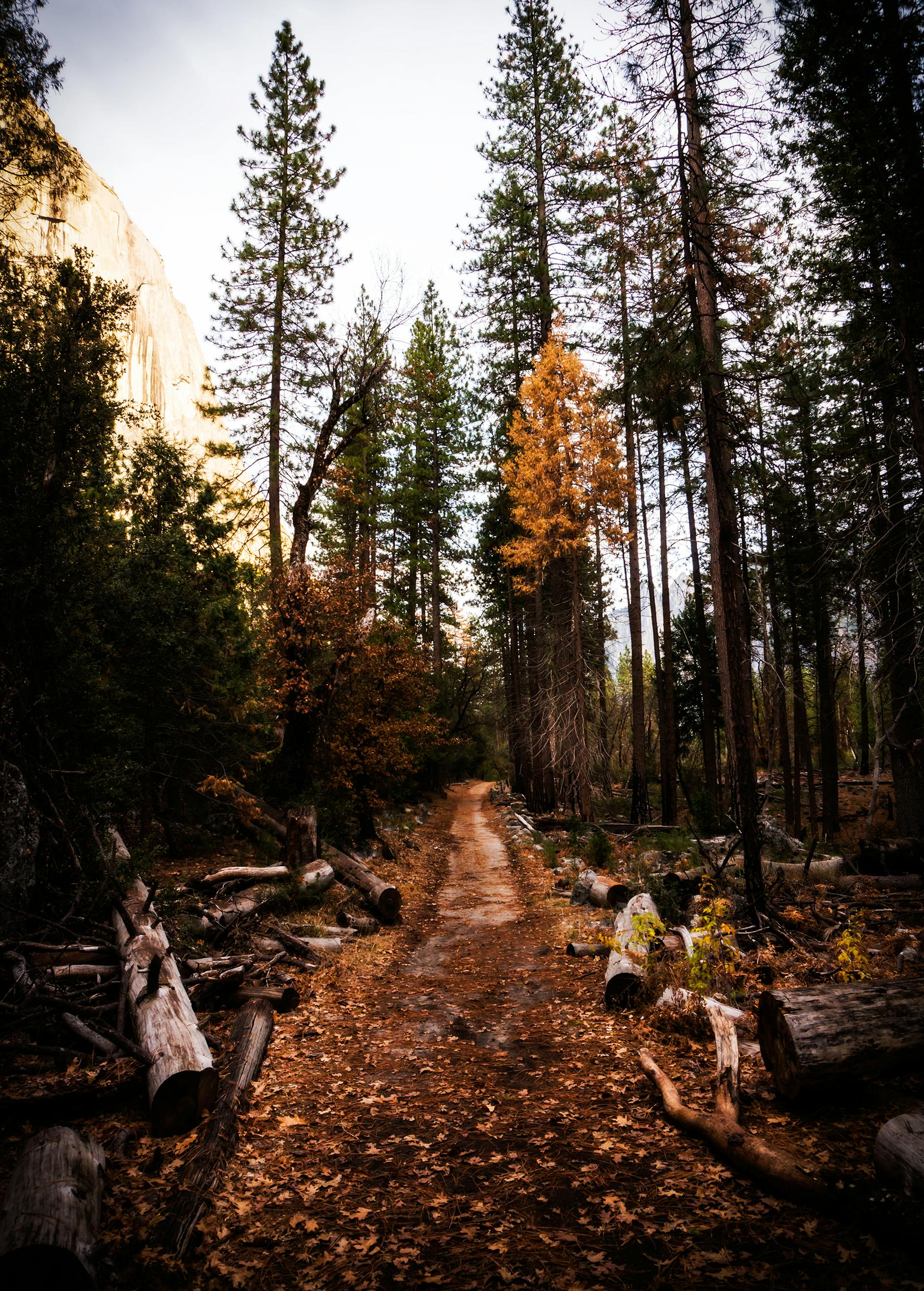 A hiking trail | Source: Pexels