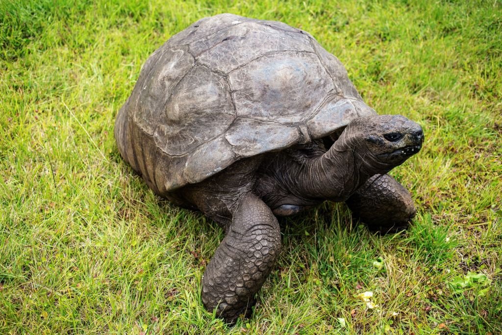 Jonathan, a Seychelles giant tortoise, believed to be the oldest reptile living on earth, on the lawn of the Plantation House in Saint Helena | Photo: Getty Images