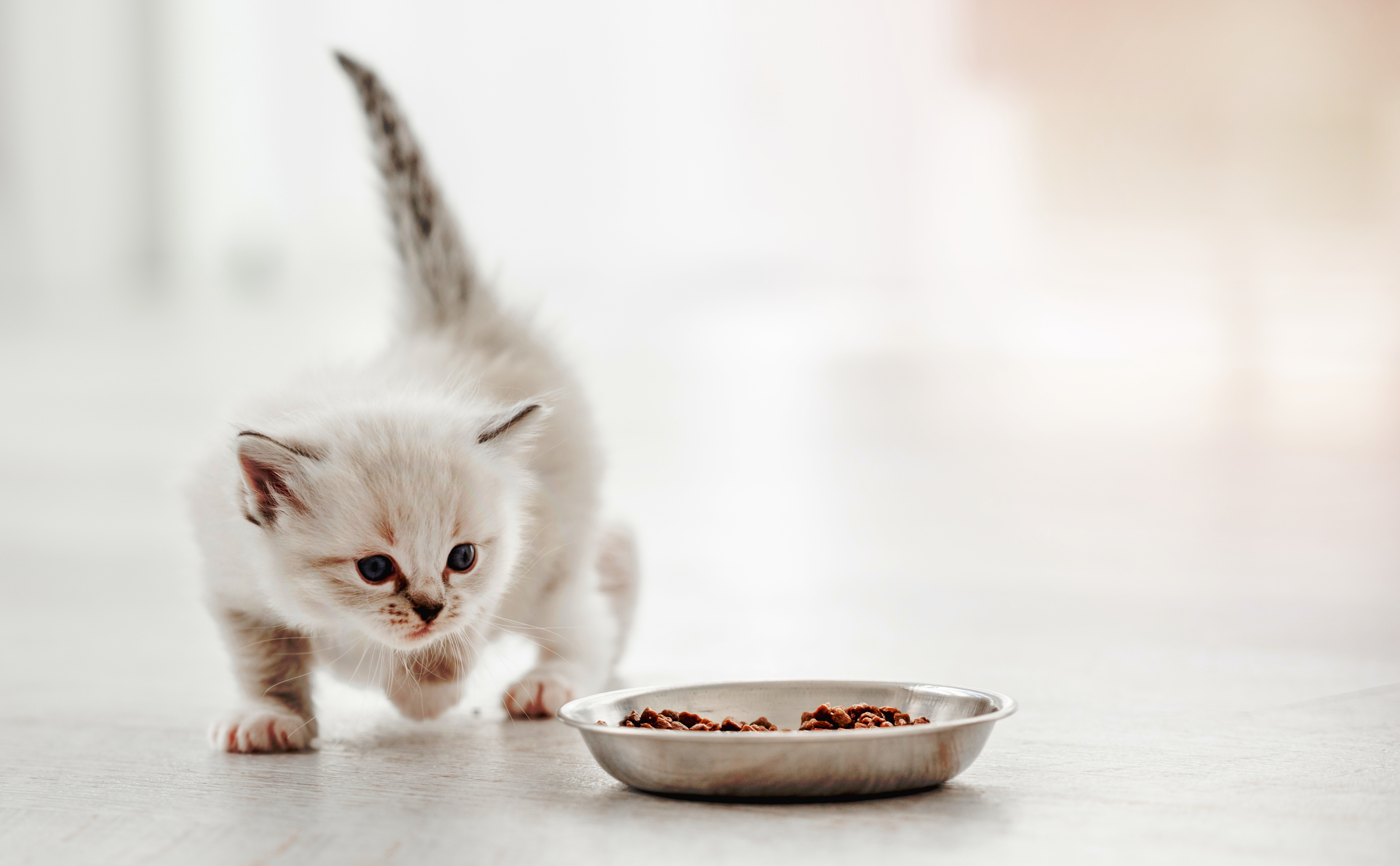 A kitten walking toward a bowl of food | Source: Shutterstock