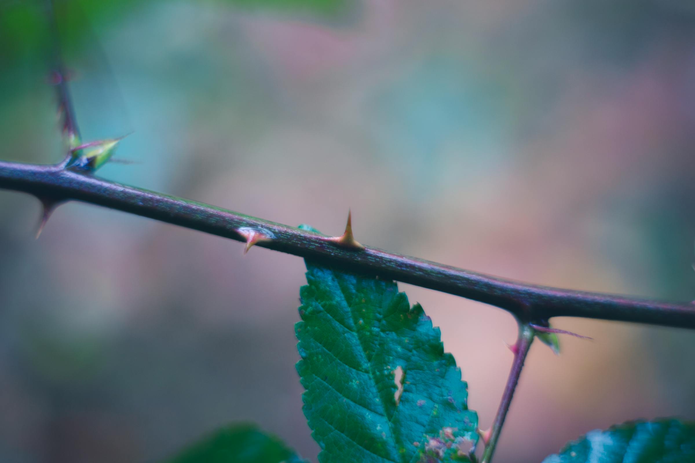 A thorny plant | Source: Pexels