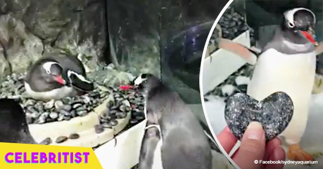 Gay penguin couple becomes internet sensation after raising an egg together in viral pics