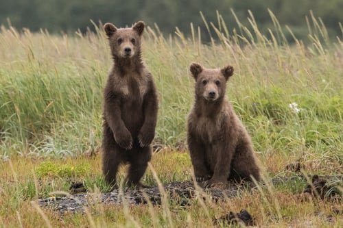 Image montrant deux oursons. | Photo : Unsplash Image montrant deux oursons. | Photo : Unsplash