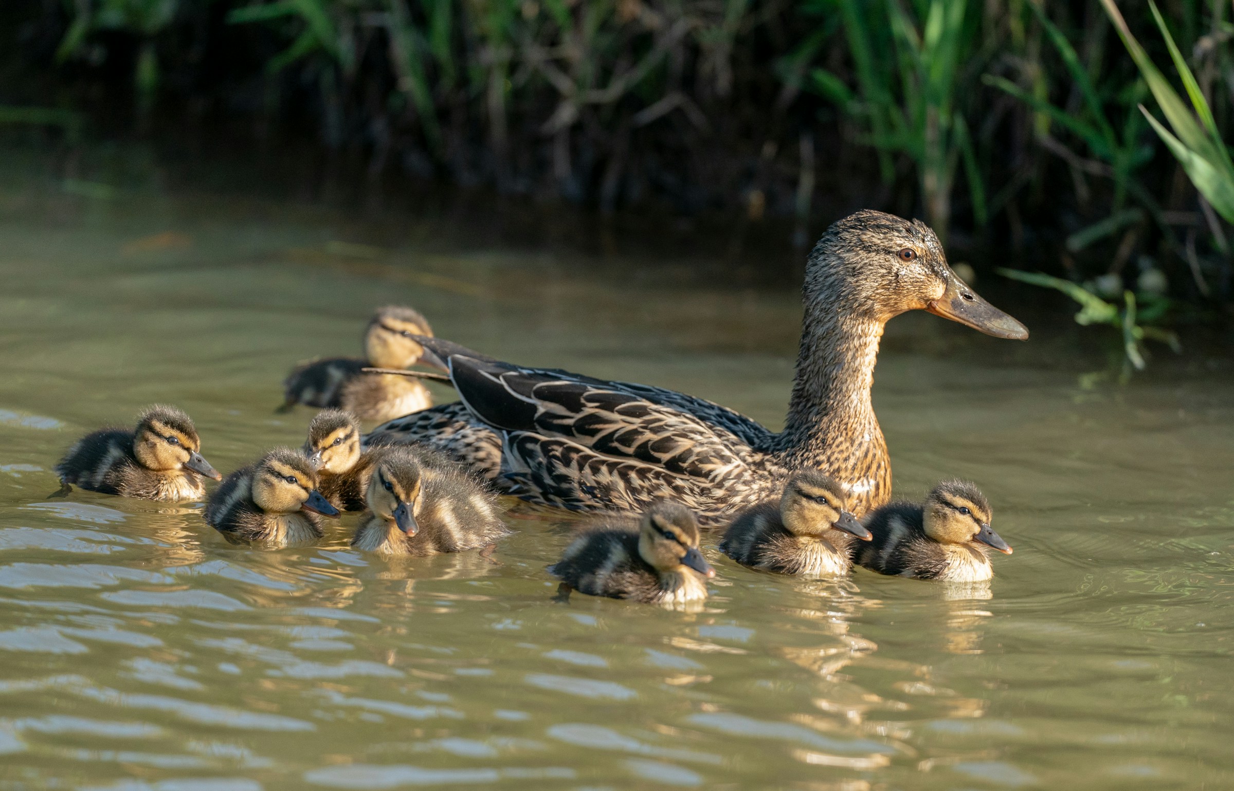 A mother duck with her ducklings | Source: Unsplash