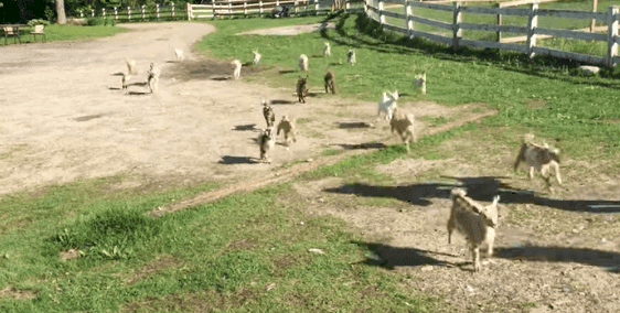 Source: YouTube/Sunflower Farm Creamery