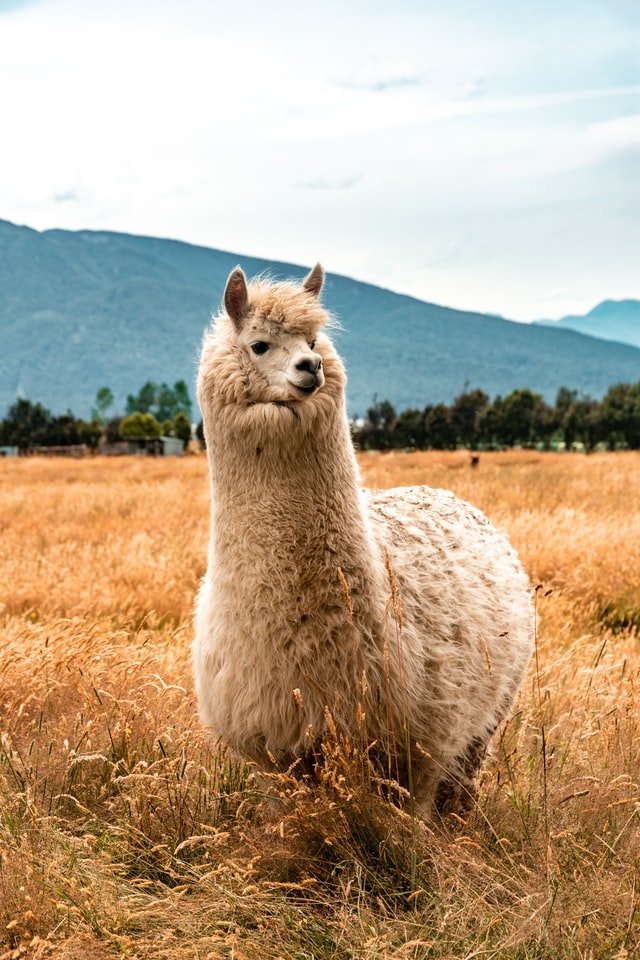 Un alpaga dans la savane | Photo : Unsplash