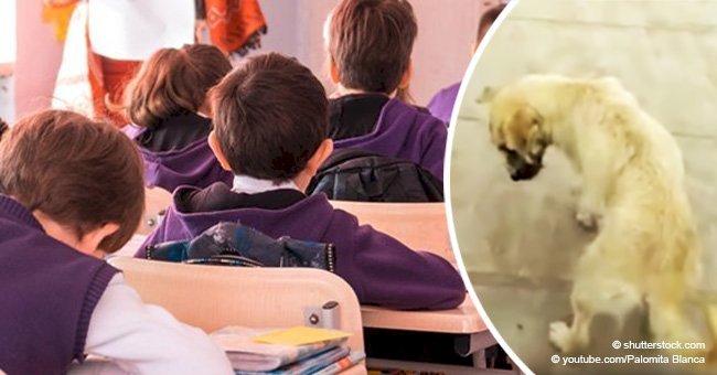 Little boy goes to school every day with his puppy so his parent can't abuse it at home