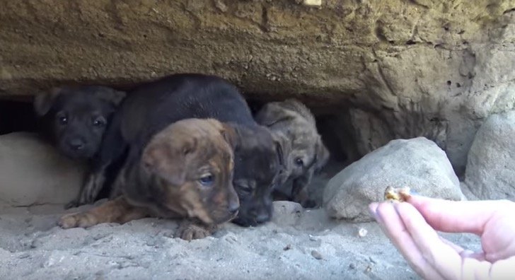 Quelle: YouTube / Hope For Paws - Official Rescue Channel Quelle: YouTube / Hope For Paws - Official Rescue Channel