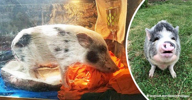 'Mini' pig, who was kept in a fish tank so he would 'stay small' lives happy after rescue