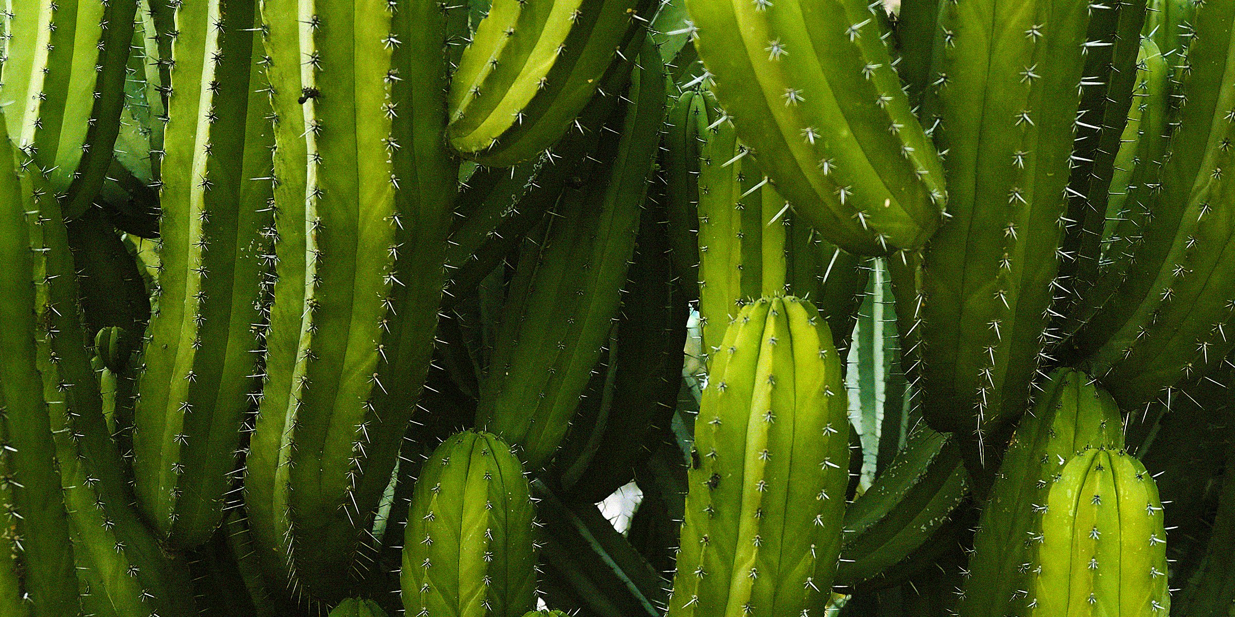 Unsplash | Cacti