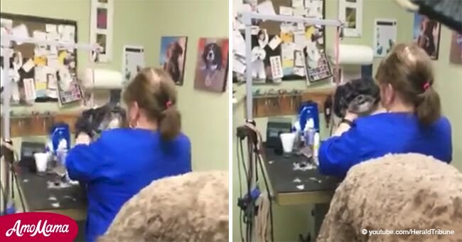 Peluquera canina trata de estrangular a perro sin sospechar que está siendo filmada en video