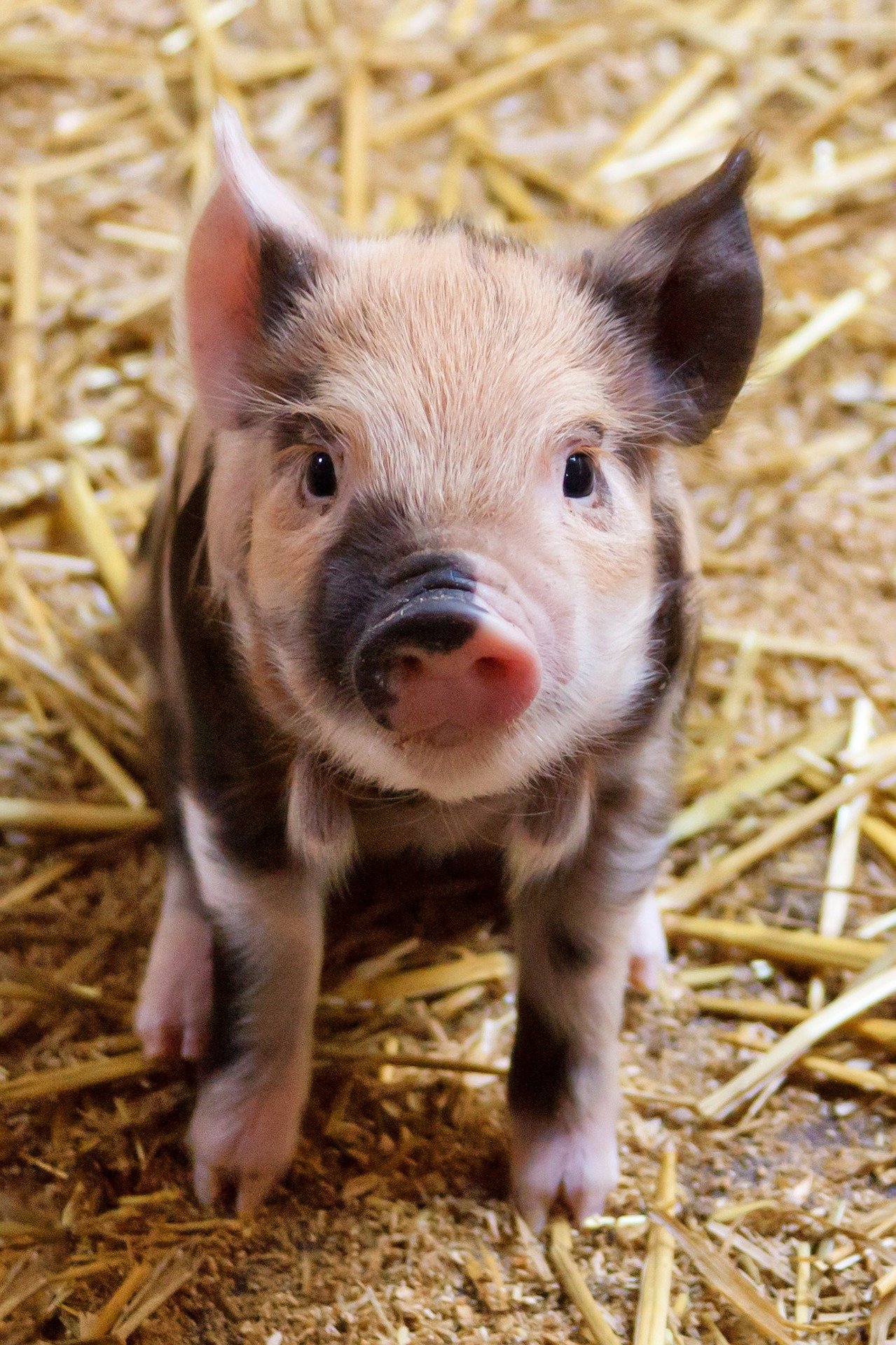 The other farmer offered to take one piglet. | Photo: Pixabay/PublicDomainPictures
