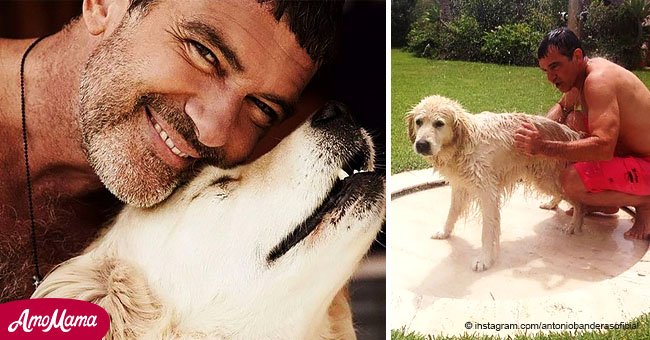 Antonio Banderas und seine Freundin verabschiedeten sich emotional von ihrem verstorbenen Hund
