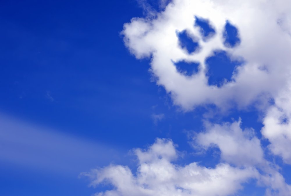 Huella de perro en las nubes. | Foto: Shutterstock
