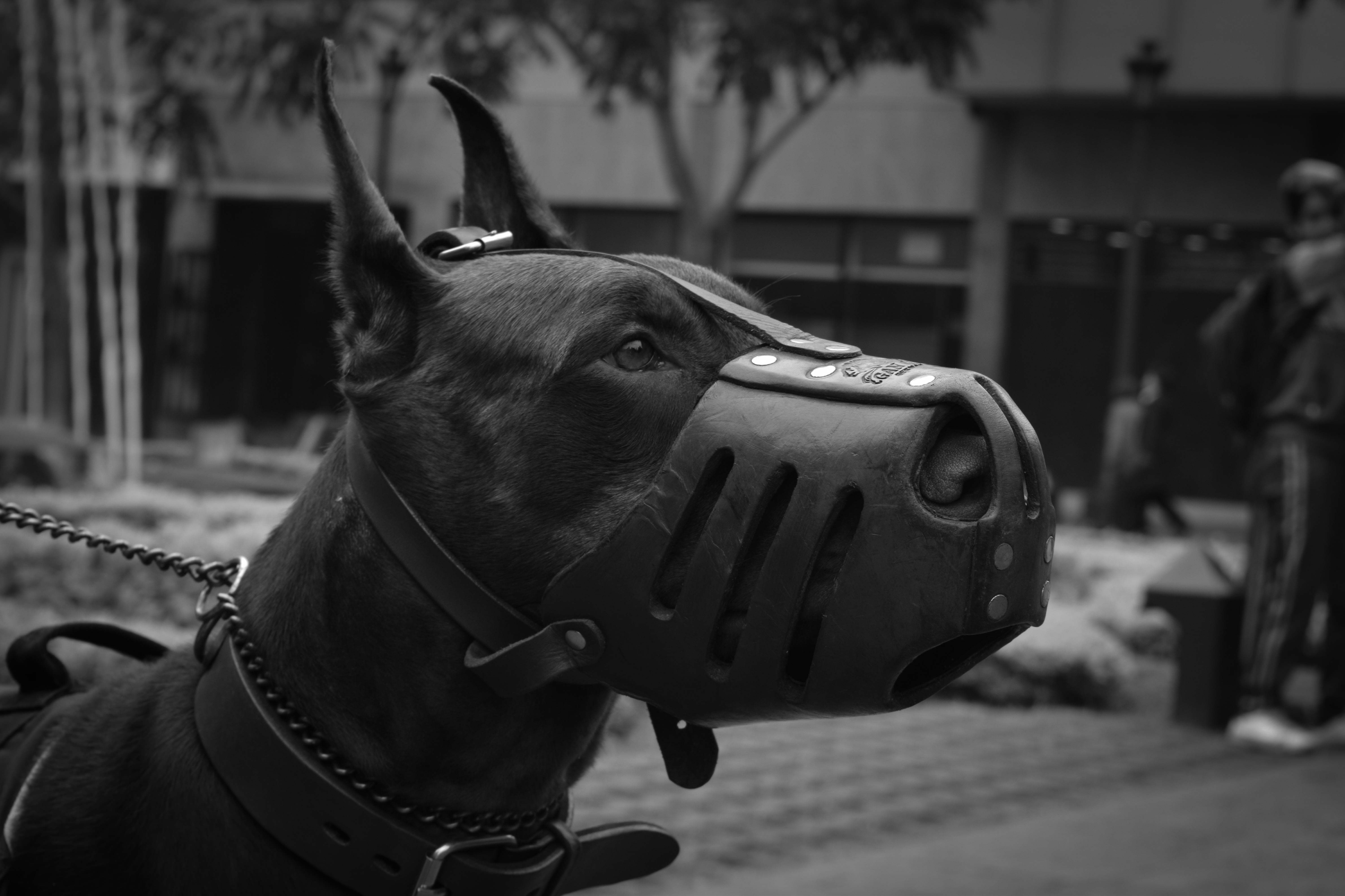 Doberman with a muzzle | Photo: Pexels