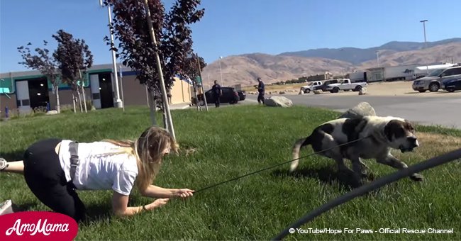 Woman dragged by 110-lb dog during rescue attempt