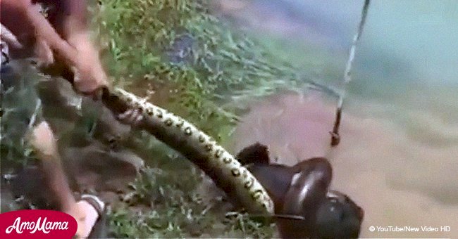  Dramatischer Moment: Man kämpft um das Leben eines Welpen, der von einer Anakonda überfallen wurde
