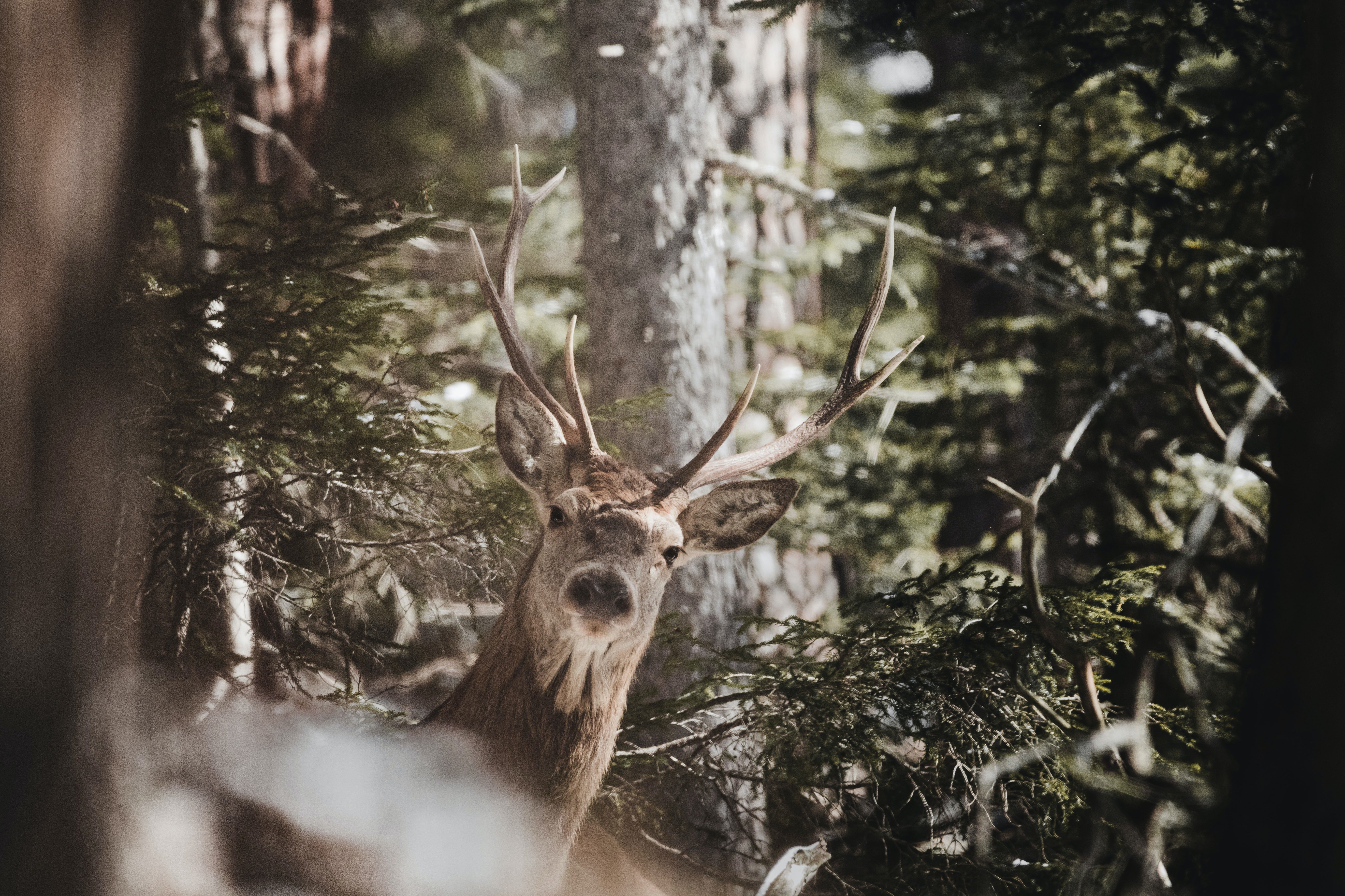 A Moose is captured in the middle of a forest | Photo: Pexels/cmonphotography