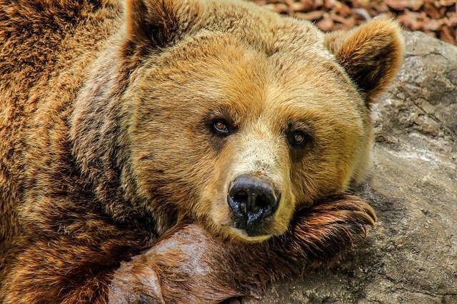 Oso mirando fijo a la cámara. | Foto: Pixabay