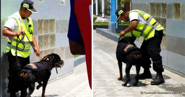 Indignación por perro de seguridad obligado a quemarse bajo el sol por cruel entrenador