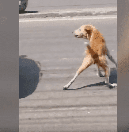 A street dog of a town in the Philippines stopping in the middle of the road to stop the passing by vehicles in order to get help for her dead puppy. | Source: YouTube/Viral Press