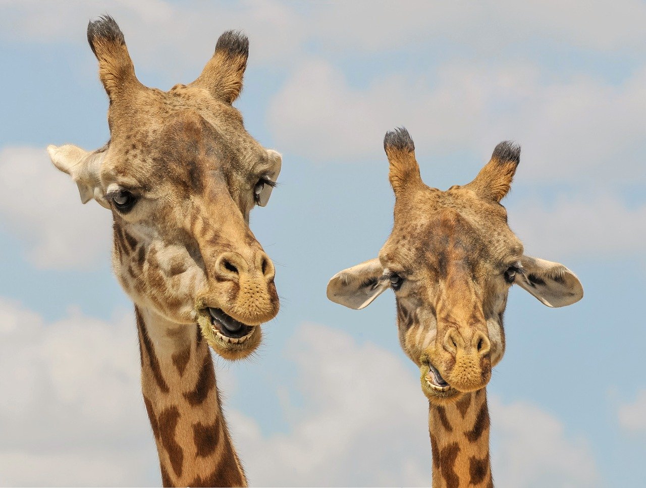 Imagen de unas jirafas.| Foto: Pixabay/Susan Frazier 