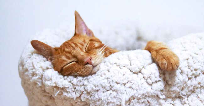 Ginger cat on a fluffy pillow. | Source: unsplash.com/Aleksandar Cvetanovic