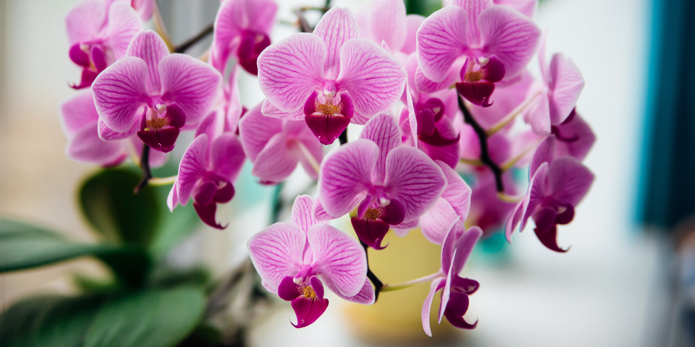 Pink Orchid | Source: Shutterstock