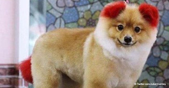 Little Pomeranian Lost Its Ear After Owner Dyed It Bright Red Just for Fun