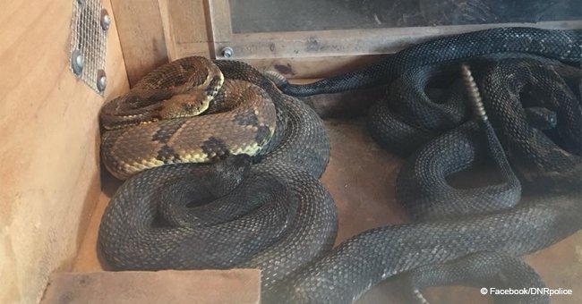 Man arrested after police found 17 rattlesnakes in his house