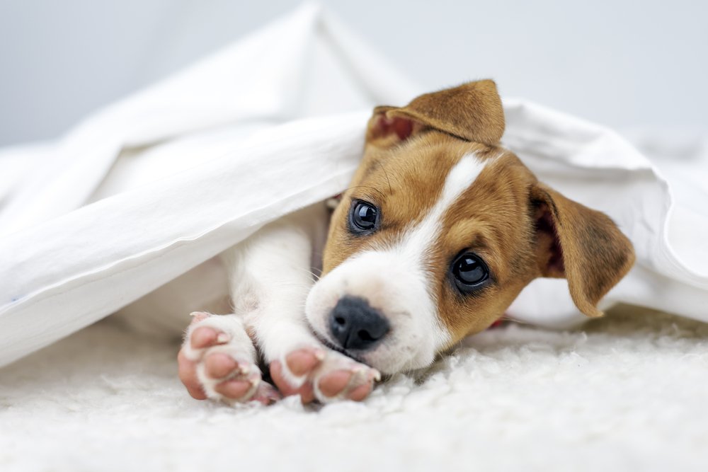 Perro en la cama.| Fuente: Shutterstock