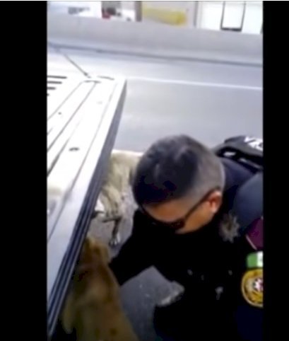 Policía rescatando a los perros| Foto: YouTube/Cendri Llion