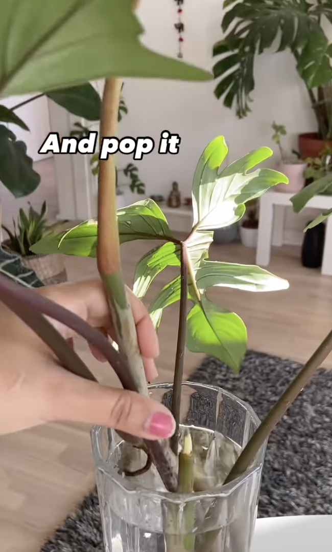 A plant cutting smeared in cinnamon powder before being added in water for propagation in a clip uploaded on December 10, 2024 | Source: Instagram/peoplewithplants_official