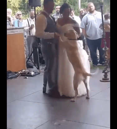 Eva se para sobre sus dos patas y baila con sus papás humanos. |Imagen: Youtube/Storyful Eva se para sobre sus dos patas y baila con sus papás humanos. |Imagen: Youtube/Storyful