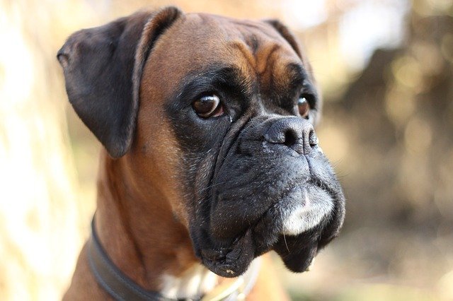 A boxer dog looking away | Source: Pixabay A boxer dog looking away | Source: Pixabay
