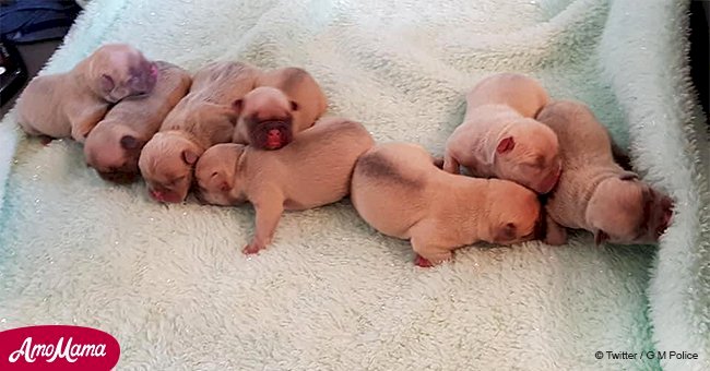 One-day-old puppies stolen in front of their pregnant owner who was threatened with a knife