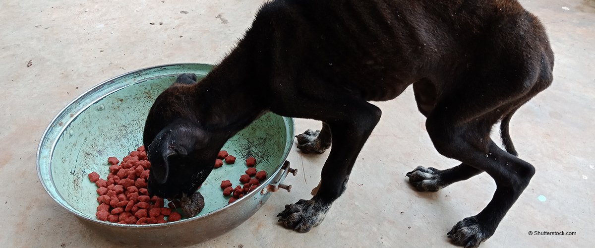 Maligny : un éleveur a affamé ses 31 chiens qui étaient en mauvaise santé (Photos)