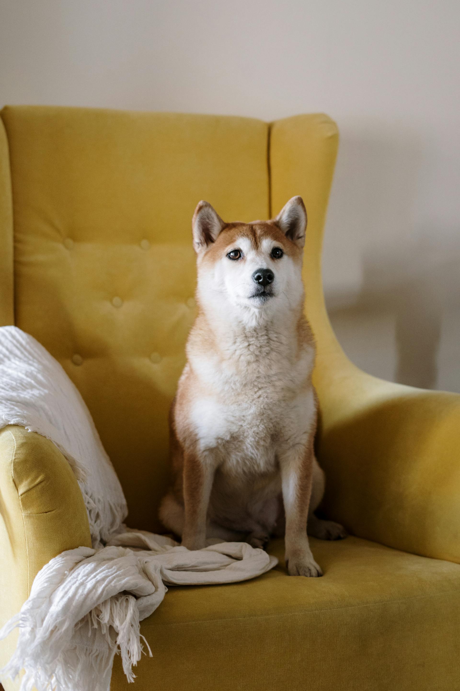 A dog sitting on an armchair | Source: Pexels