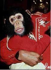 A picture of Bubbles the Chimpanzee. | Source: Wikipedia.