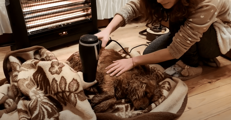 Dessy blow-dried the dog's wet fur | Source: YouTube/PawMeow