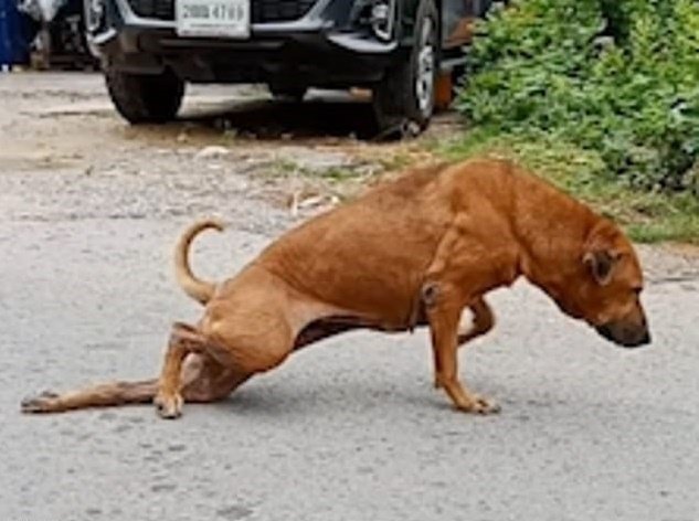 Gae simulando tener una pata rota. │Foto: Facebook/Daily Mail Gae simulando tener una pata rota. │Foto: Facebook/Daily Mail