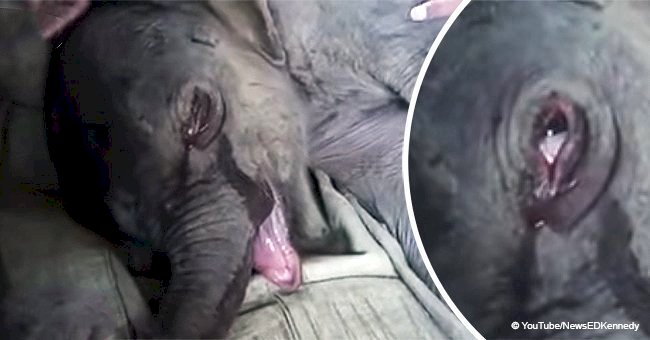 Baby elephant cried non-stop after his mother cruelly rejected him