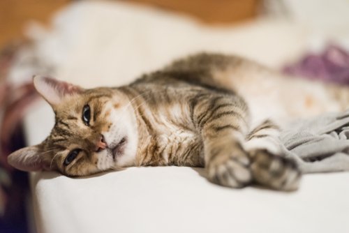 Content cat lying while looking into camera. | Photo: Shutterstock