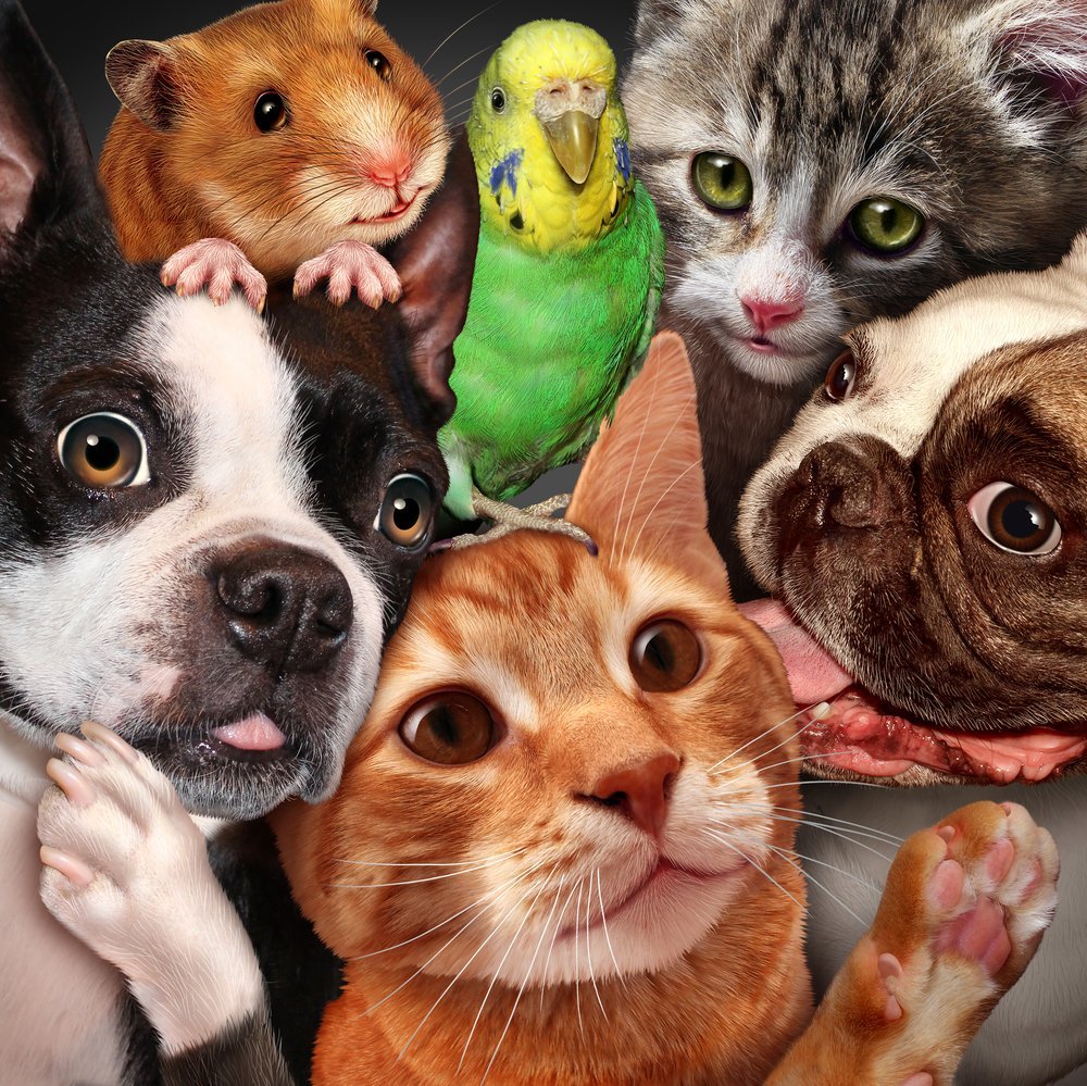 Pets in a pet shop | Shutterstock